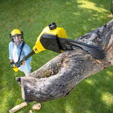 Best Tree Preservation Services  in Bloomfield, NY