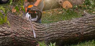 Best Tree Disease Treatment  in Bloomfield, NY