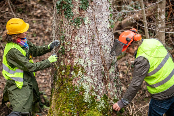  Bloomfield, NY Tree Care Pros