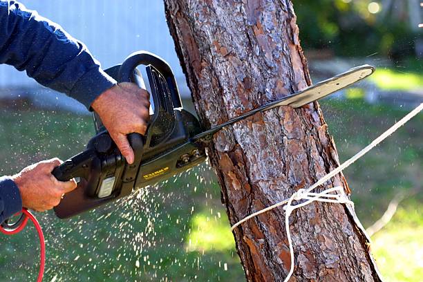 Best Tree Removal  in Bloomfield, NY