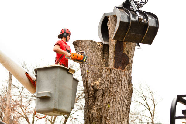 Best Tree Trimming and Pruning  in Bloomfield, NY